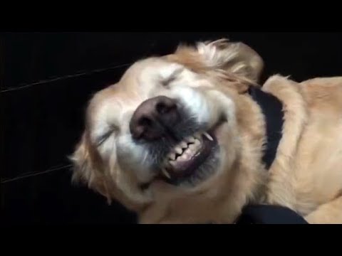 download lagu mp3 mp4 Chien Qui A Fait Une Betise, download lagu Chien Qui A Fait Une Betise gratis, unduh video klip Chien Qui A Fait Une Betise