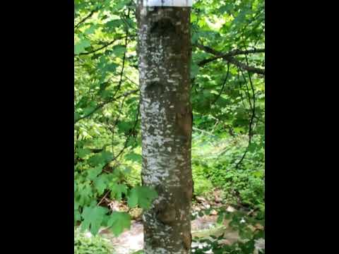 Stațiunea muntele Băișorii I Comuna Băișoara. județul Cluj