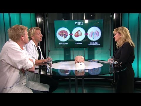 Så reagerar hjärnan och kroppen på stress - Malou Efter tio (TV4)