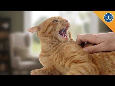 You’re Petting Your Cat All Wrong!