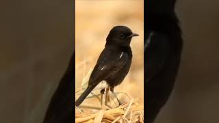 Download lagu Burung Decu / Kacer Mini mp3 Download lagu Burung Decu / Kacer Mini mp3