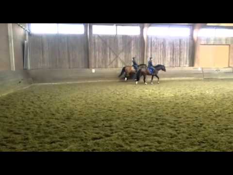 Lissaro van der Helle Galopp/Schritt