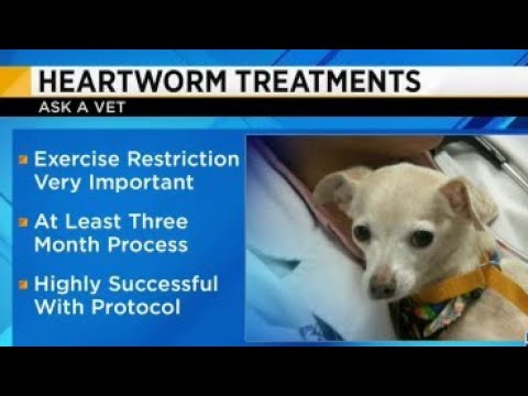 'Ask a Vet' -- Heartworm treatments