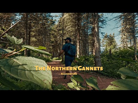 Silent Hiking 10 Km | Northern Gannets Island in Gaspésie.