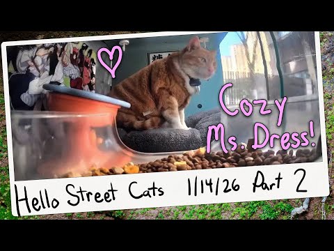 Ms. Dress Readies for a Cozy Nap! 😺💞 Hello Street Cat Archive 1/14/26 Pt 2