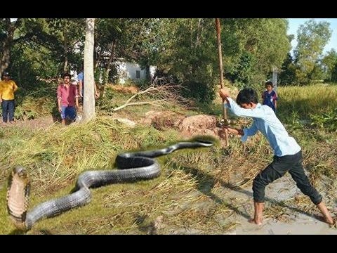 Wow! Brave Man Catch Snake With Bare Hand - How to Catch Snake in Cambodia