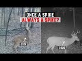 Once A Spike, Always A Spike?