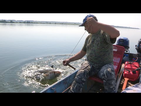 Pecanje soma na Dunavu - Bućka - Brza Palanka | Fishing catfish