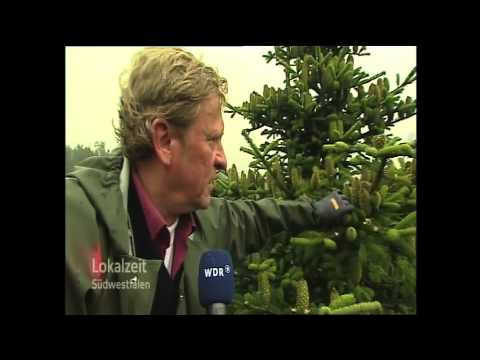 Erfolgreiche Zapfenernte