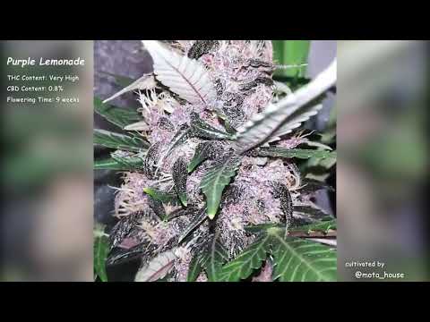 Purple Lemonade Auto//Fast Buds Seeds//Grow Compilation