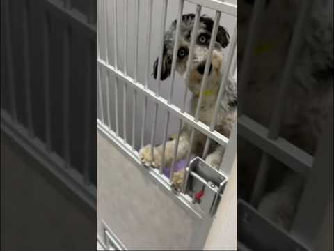 No Da Miedo con esta MÚSICA?☠️…🎄 #shorts