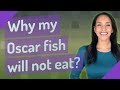 Why my Oscar fish will not eat?