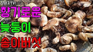 향기로운 늦둥이 송이 버섯 산남자 송이 산행 아직은 끝이 아니야! 자연 건강 항암 약초 능이 mushroom