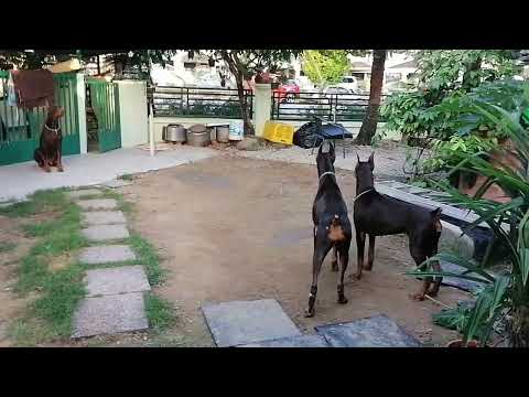 this is the garder with 3 doberman running around.......