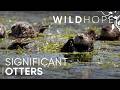 Hungry Hungry Sea Otters The Big Appetites Saving Coastlines WILD HOPE