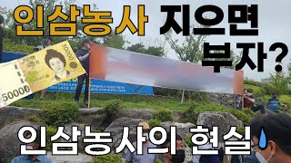 인삼농사 지으면 부자? 인삼농사의 현실 - 집회 시위 농림축산식품부 The reality of ginseng…