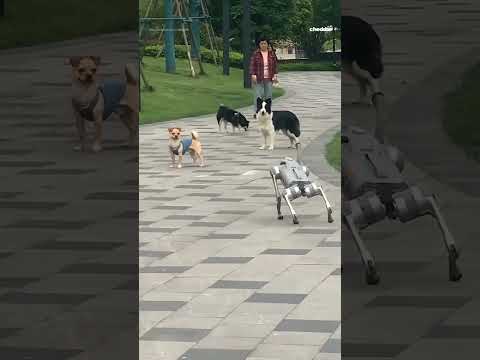 Watch real dogs meet a robot dog