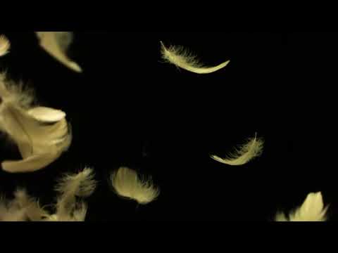 Kyle O'Donnell - Falling Feathers - (Extended Screen Saver)