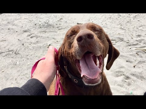 İlk kez sahile inen sokak köpeğimiz Kadife nin mutluluğu