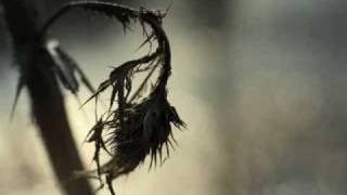 Lifeless (by) Shadows Fall