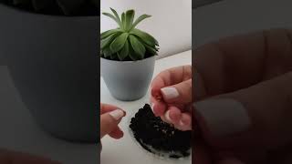 Quick and easy way to plant echeveria SEEDS after your plant blooms. With what you have at home! 