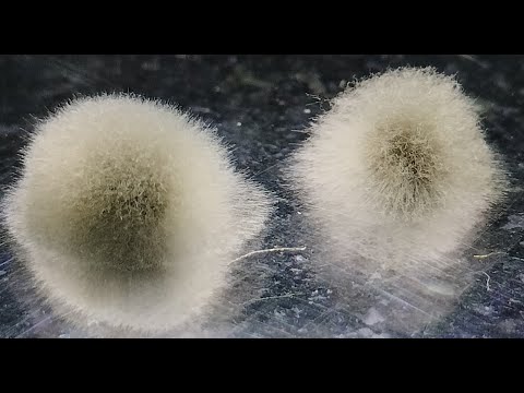 Introduction to fungus