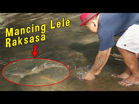 TIDAK MENYANGKA !!! Shoting Mancing, Malah Dapet Lele Jumbo !!! | BTS TIM - UK | Ucup Klaten