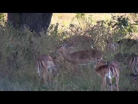Djuma: Nyalas, Wildebeest bull and Impalas - 13:32 - 04/29/21