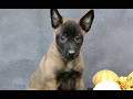 Belgian Malinois dogs for sale: Ramona  - Video 1