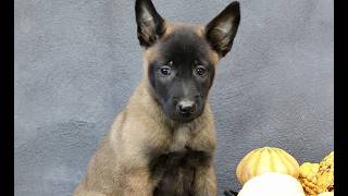 Video preview image #1 Belgian Malinois Puppy For Sale in RONKS, PA, USA