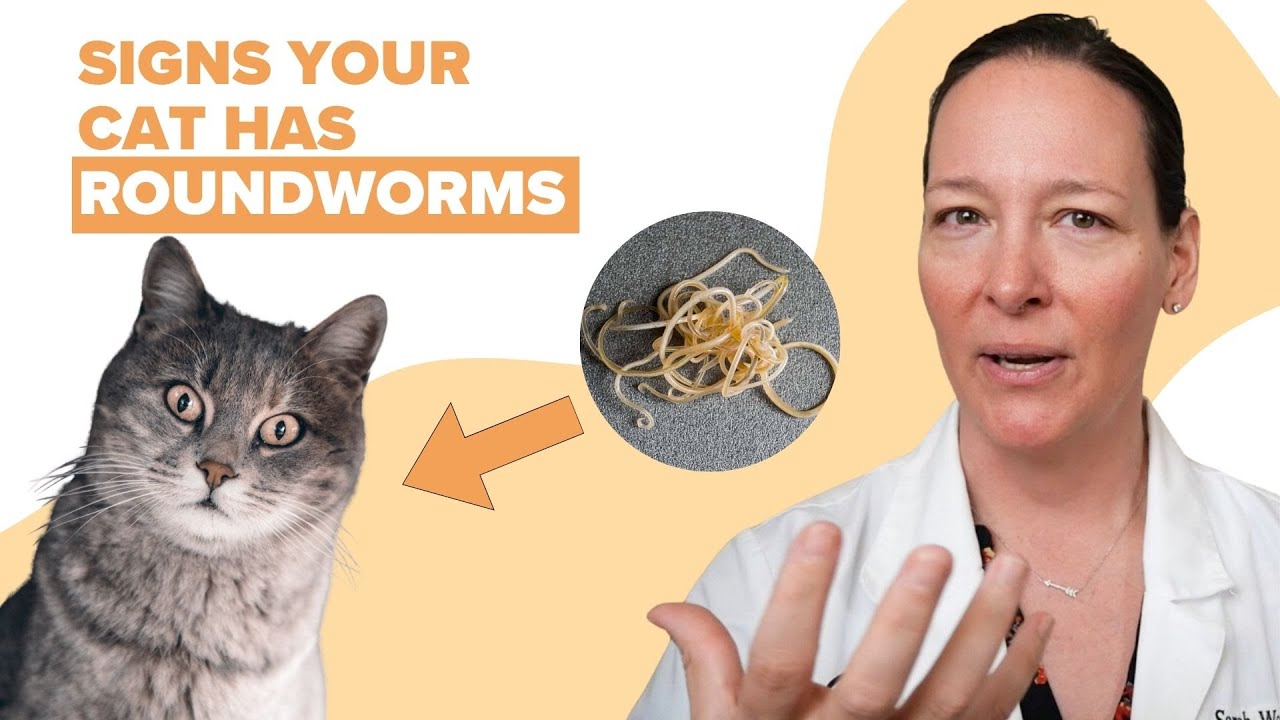 YouTube video preview