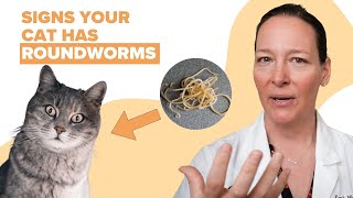 Signs Your Cat Has Roundworms (Vet Explains)