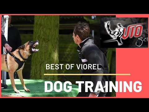 Belgian malinois training  . Best schutzhund of 2017 with Viorel Scinteie - part 1 !!!