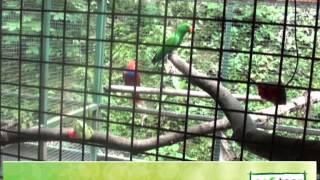 preview picture of video 'Wildlife Rescue Centre, Jogja'