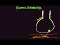 Pathophysiology of PNEUMONIA - YouTube