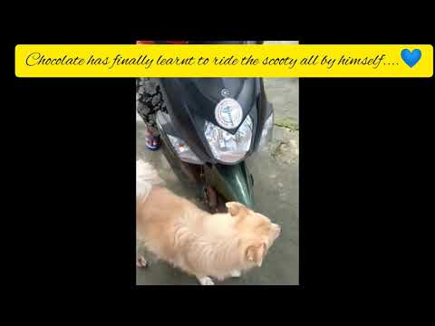Chocolate  learns to ride a scooty all by himself...