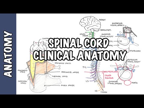 Spinal Cord - Clinical Anatomy and Physiology (dermatomes, blood supply, shingles, lumbar puncture)