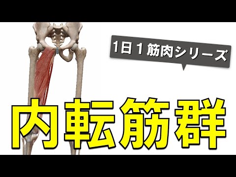 内転筋: エクササイズと解剖学