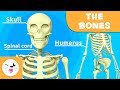 The Skeletal System Educational Video About Bones For Kids Https Youtu Be VHCCgrNSSOg