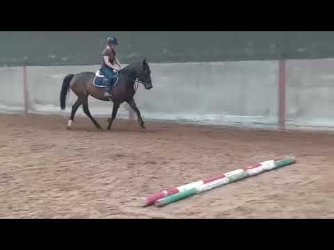 Beautiful Traditionally Irish Mare - Image 2