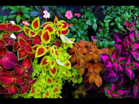 Home and Garden show returns in 2021