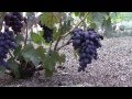 Зреют ранние сорта винограда.Виноградник Грибанова Н.В. 6 августа 2013г. 
