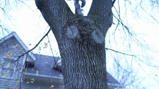 really mean squirrel