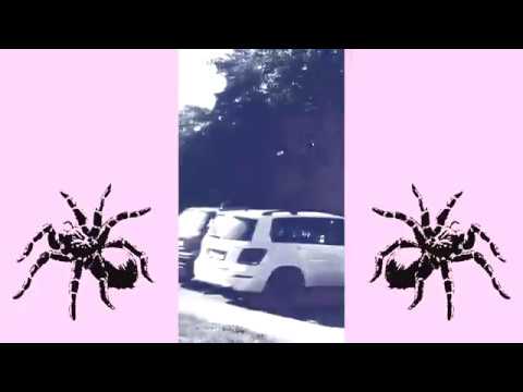 Adolf x Emsira Kieta - drzewo suche woda mokra