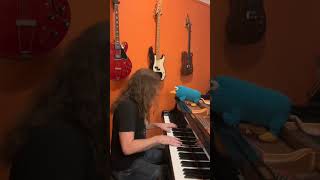 PHISH ⭕️ SIMPLE #piano #phish #pianocover #scottchasolen #platypus #pleasesubscribe 🫧🐠
