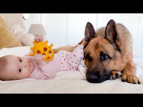 German Shepherd Protects the Baby