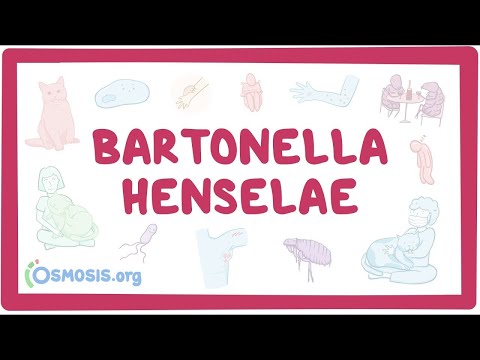 Bartonella henselae - an Osmosis Preview