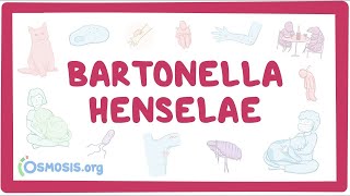 Bartonella henselae - an Osmosis Preview