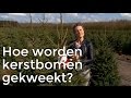 Doen ze dat zo: Hoe worden kerstbomen gekweekt? | Het Klokhuis