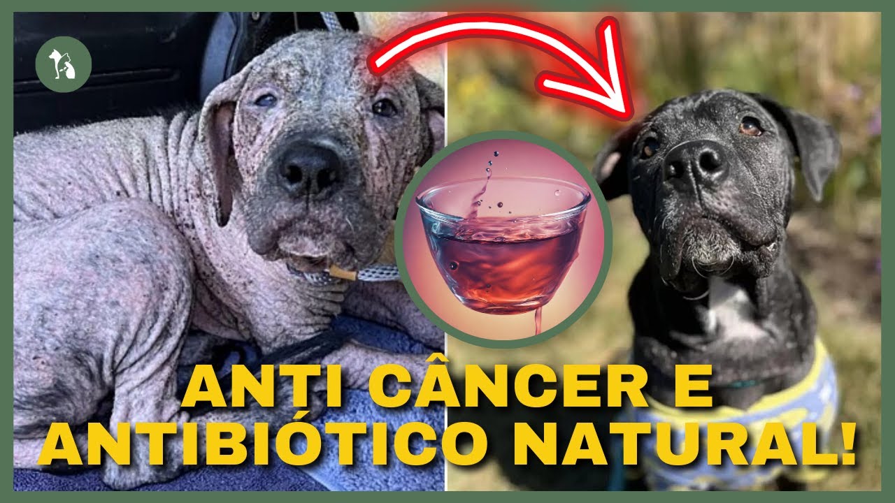 DÊ ESSA RAIZ FANTÁSTICA AO SEU PET! Batata Doce para Cachorro. Batata Doce para Gato.